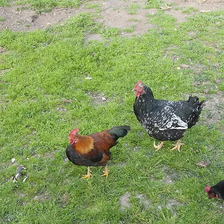 Fancornio Rural Σπίτι διακοπών