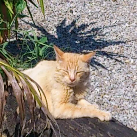 Σπίτι διακοπών Fancornio Rural